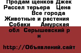 Продам щенков Джек Рассел терьера › Цена ­ 25 000 - Все города Животные и растения » Собаки   . Амурская обл.,Серышевский р-н